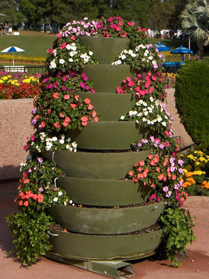 Impatiens Walleriana